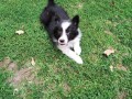 border-collie-stenci-small-1