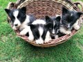 border-collie-stenci-small-3