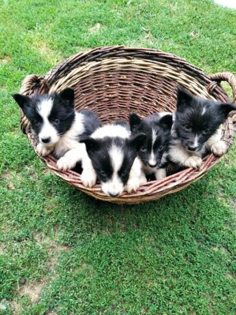 border-collie-stenci-big-3