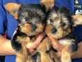 beautiful-yorkie-tea-puppies-447440524997-small-0