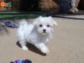 male-and-female-maltese-puppies-small-0