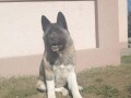 americka-akita-zenka-small-2