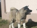 americka-akita-zenka-small-0