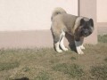 americka-akita-zenka-small-4