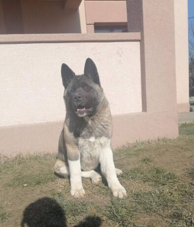 americka-akita-zenka-big-2