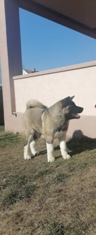 americka-akita-zenka-big-0