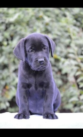 labrador-retriver-big-0