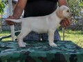 labrador-retriver-stenci-small-3