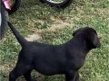 labrador-retriver-vrhunskistenci-small-2