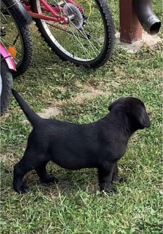 labrador-retriver-vrhunskistenci-big-2