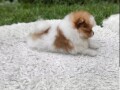 pomeranac-stene-small-2