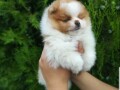 pomeranac-stene-small-0