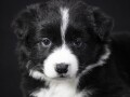 border-collie-border-koli-vrhunsko-leglo-small-0