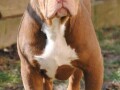 american-bully-xl-small-1