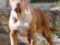 american-bully-xl-small-0