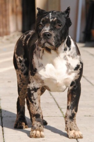 american-bully-xl-big-2