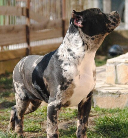 american-bully-xl-big-4