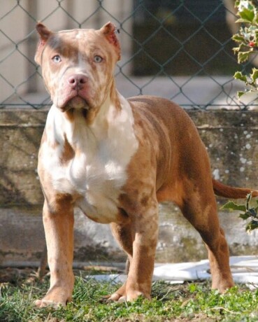 american-bully-xl-big-0