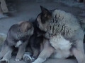 americka-akita-stene-small-0