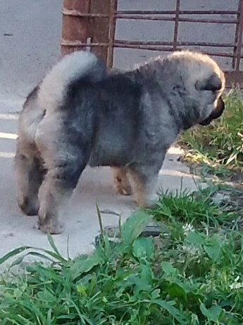 americka-akita-stene-big-1