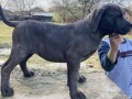 cane-corso-stenci-small-1