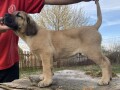 cane-corso-stenci-small-2