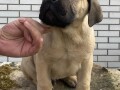 cane-corso-stenci-small-4