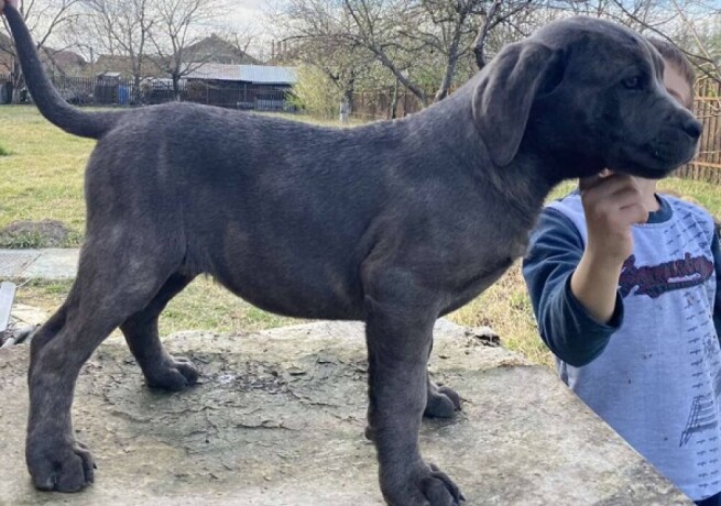 cane-corso-stenci-big-1