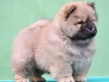 chow-chow-cau-cau-cau-cau-small-0