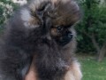 pomeranski-spic-small-1