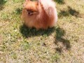 pomeranski-spic-small-2