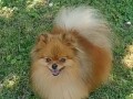 pomeranski-spic-small-3