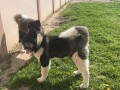 americka-akita-stene-small-1