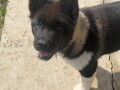 americka-akita-stene-small-4