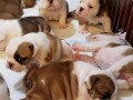 cute-english-bulldog-puppies-small-2