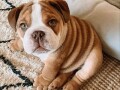 cute-english-bulldog-puppies-small-1
