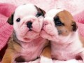 cute-english-bulldog-puppies-small-0