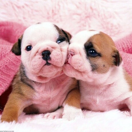 cute-english-bulldog-puppies-big-0