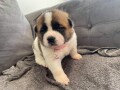 healthy-akita-puppies-for-sale-small-1