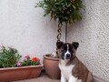 healthy-akita-puppies-for-sale-small-2