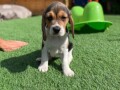 beautiful-beagles-and-female-puppies-small-2