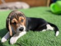 beautiful-beagles-and-female-puppies-small-1
