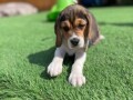 beautiful-beagles-and-female-puppies-small-0