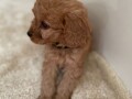 two-cavapoo-puppies-for-adoption-small-1