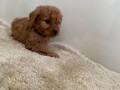 two-cavapoo-puppies-for-adoption-small-2