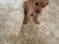 two-cavapoo-puppies-for-adoption-small-0