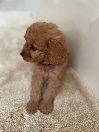 two-cavapoo-puppies-for-adoption-big-1