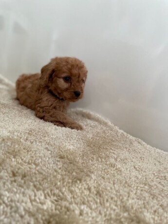 two-cavapoo-puppies-for-adoption-big-2