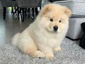 beautiful-chow-chow-puppies-for-a-good-home-small-2