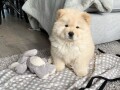 beautiful-chow-chow-puppies-for-a-good-home-small-0